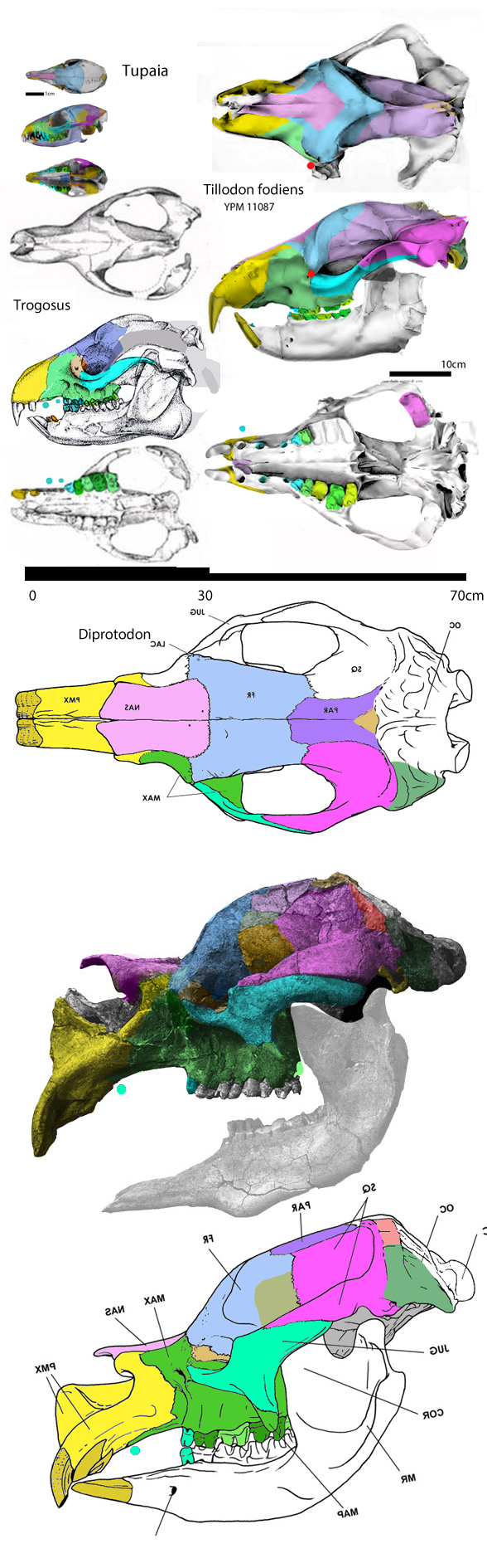 Diprotodon skull