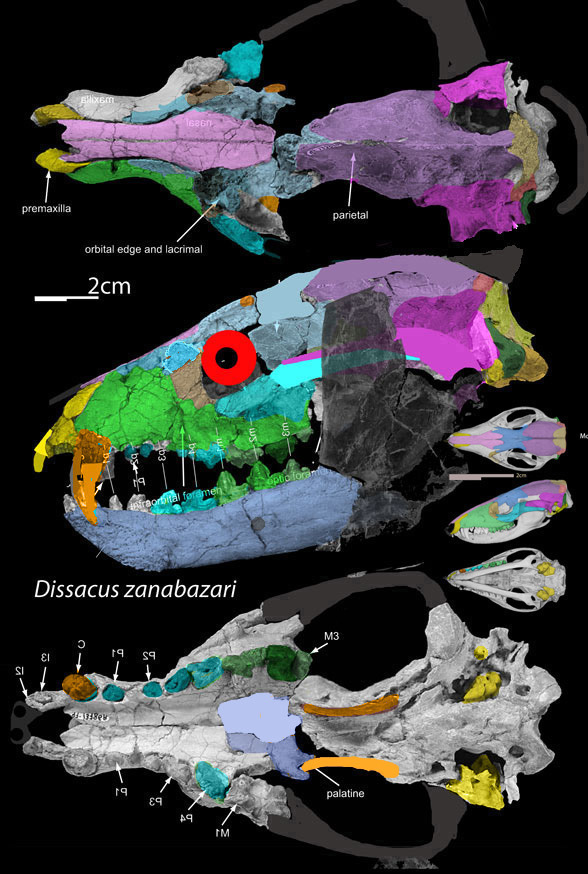 Dissacus skull