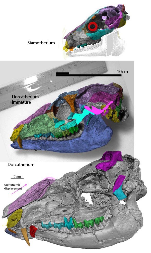 Dorcatherium skull