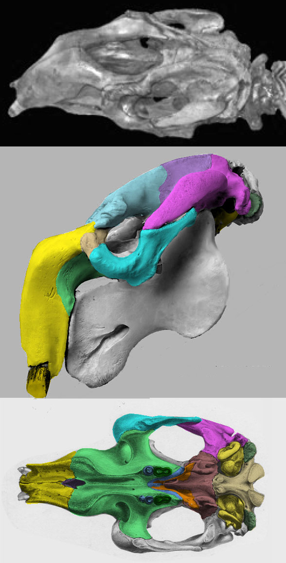 Dugong skull