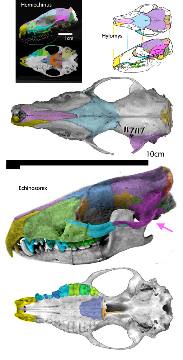 Echinosorex skull