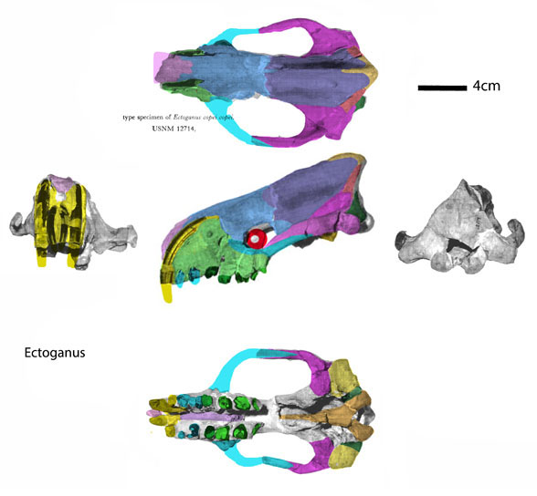 Ectoganus skull