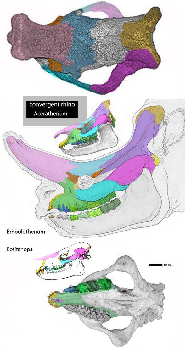 Embolotherium skull