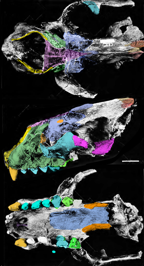 Enaliarctos skull