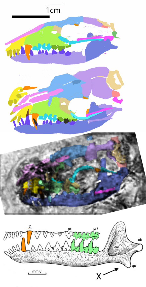 Eomaia skull