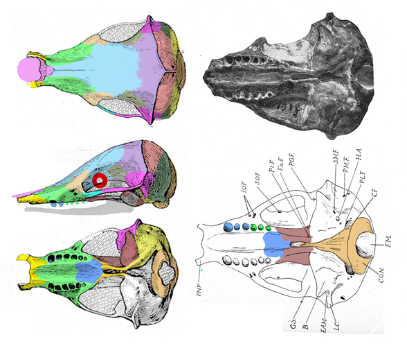 Epoicotherium skull