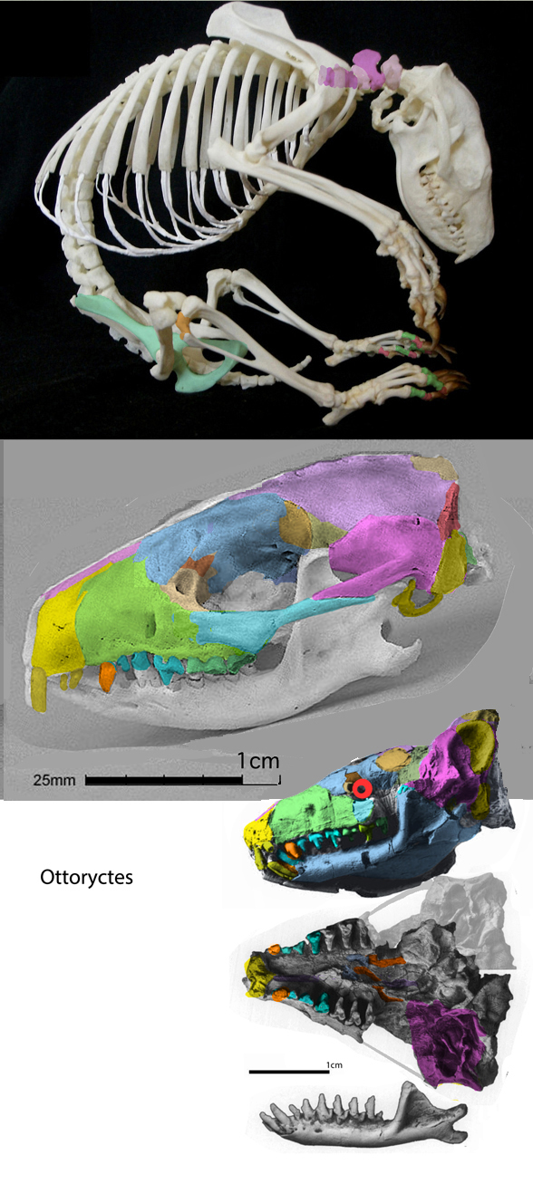 Erinaceus skull