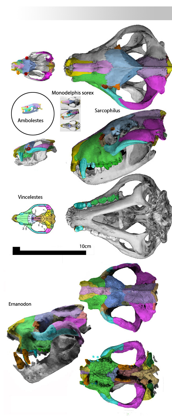 Ernanodon skull