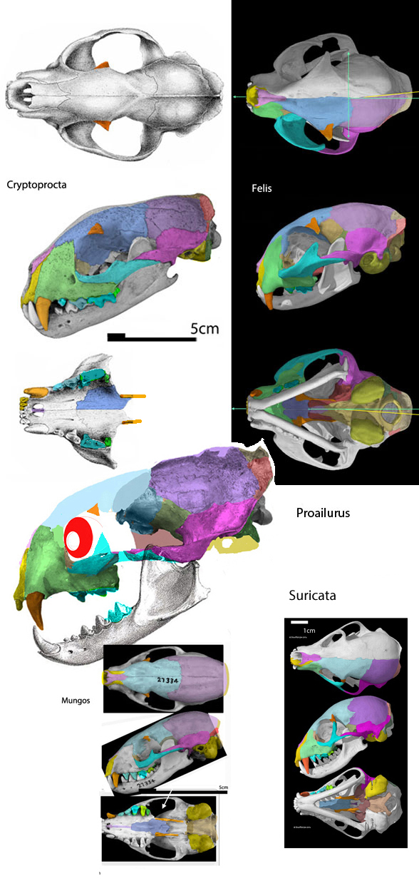 Felis Cryptoprocta