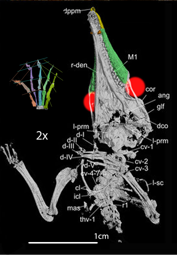 Feredococon chowi &micro;CT scan