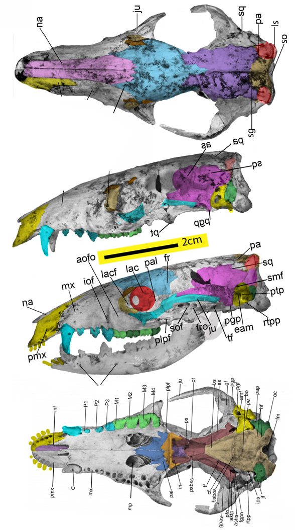 Galadi skull