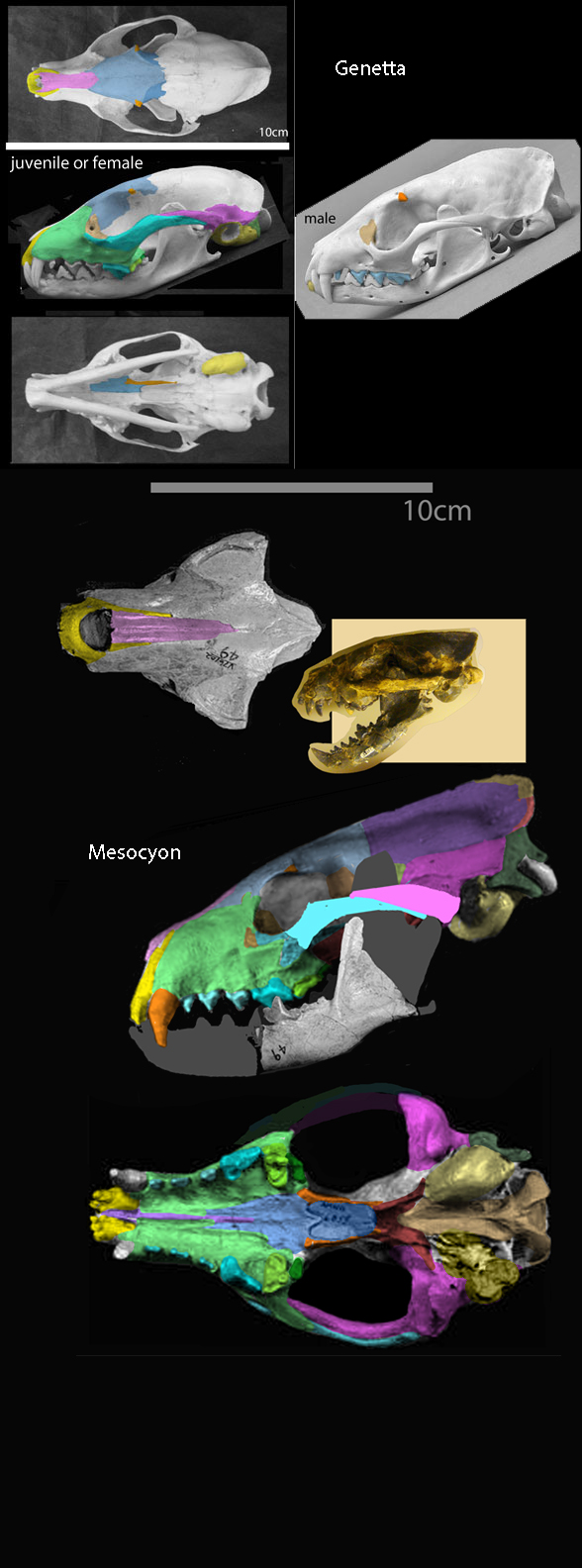 Genetta skull