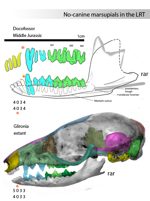 Glironia skull and Docofossor dentition