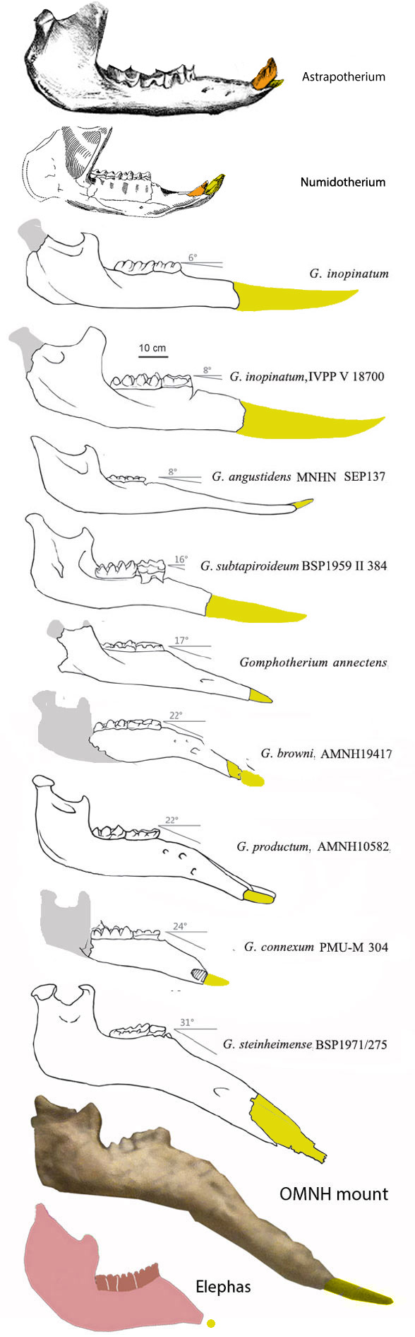 Gomphotherium jaws