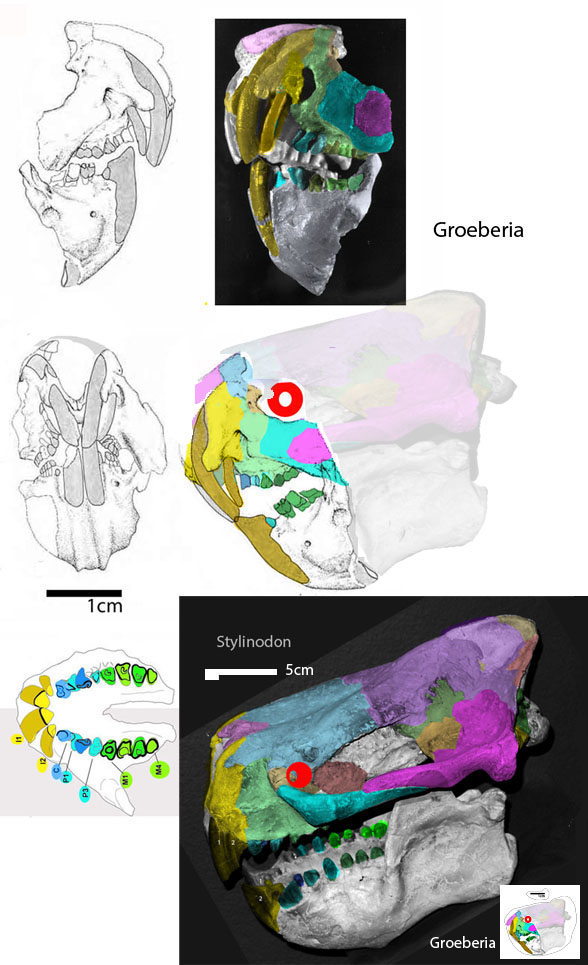 Groeberia diagram