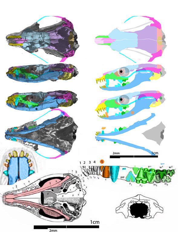 Hadrocodium skull