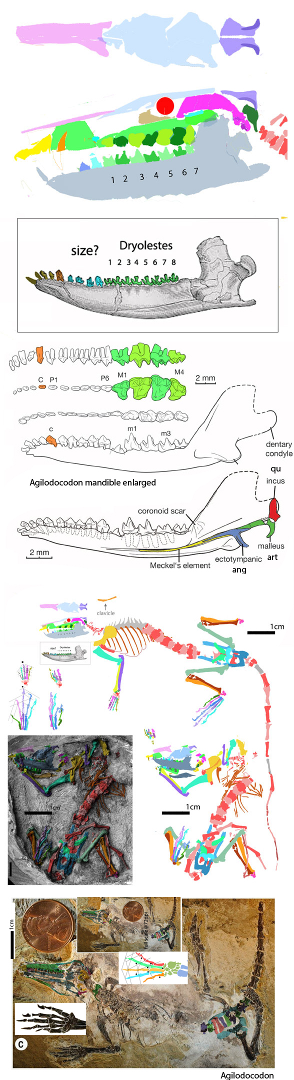 Henkelotherium recon insitu