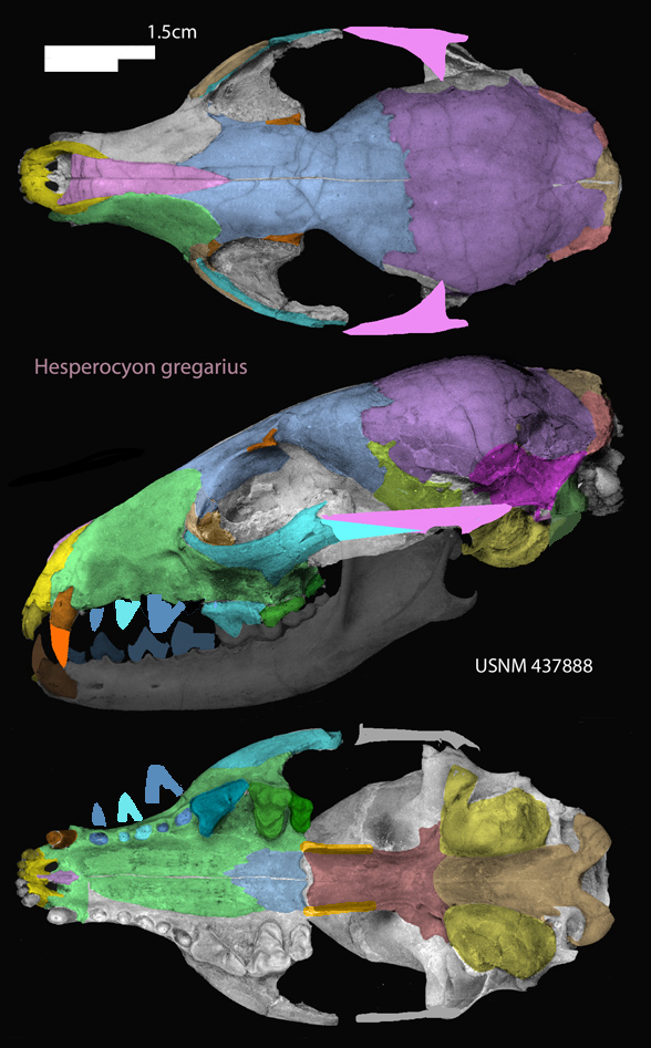 Hesperocycon gregarius skull