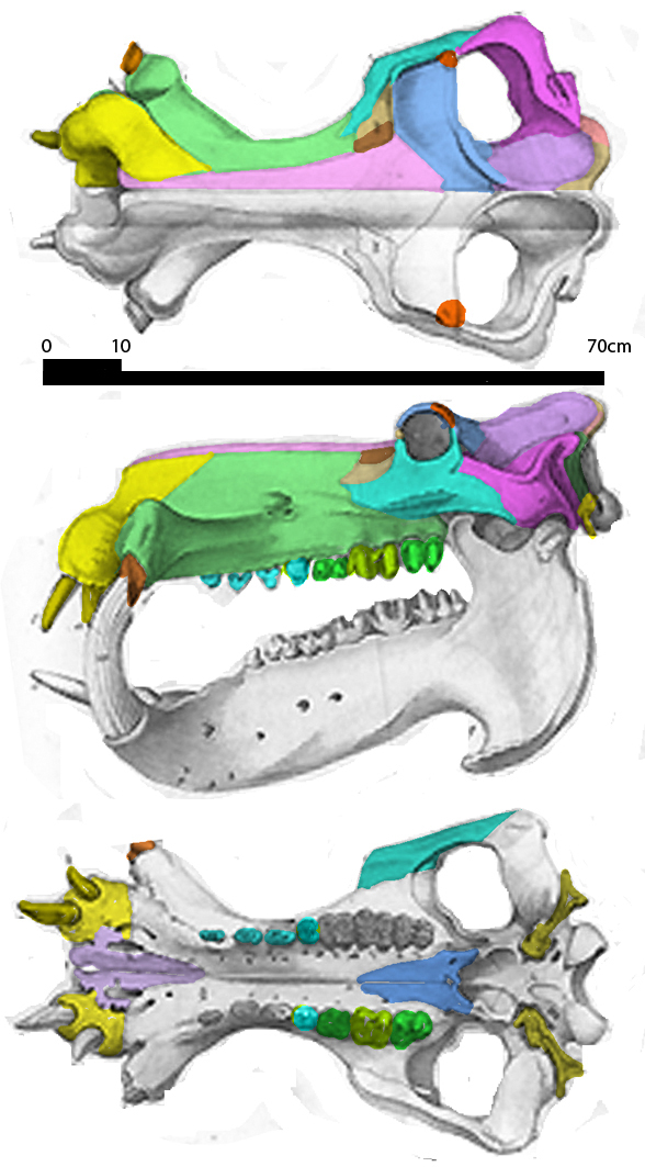 Hippopotamus skull