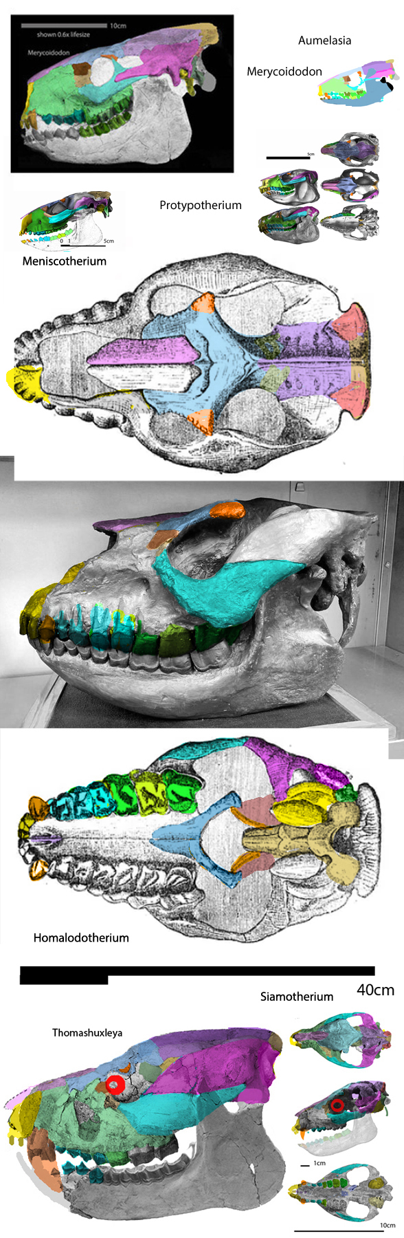 Homalodotherium skull compared to relatives