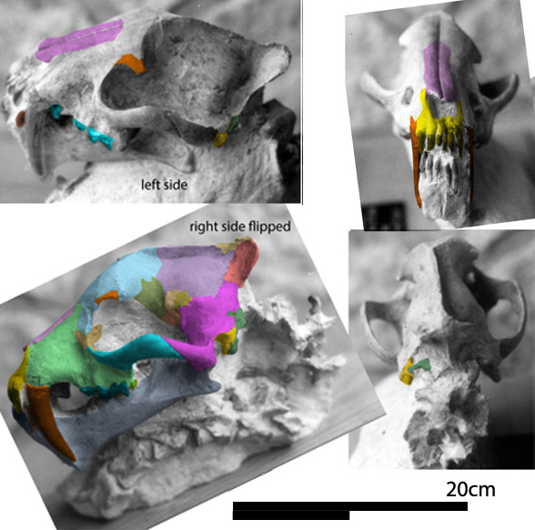 Hoplophoneus skull