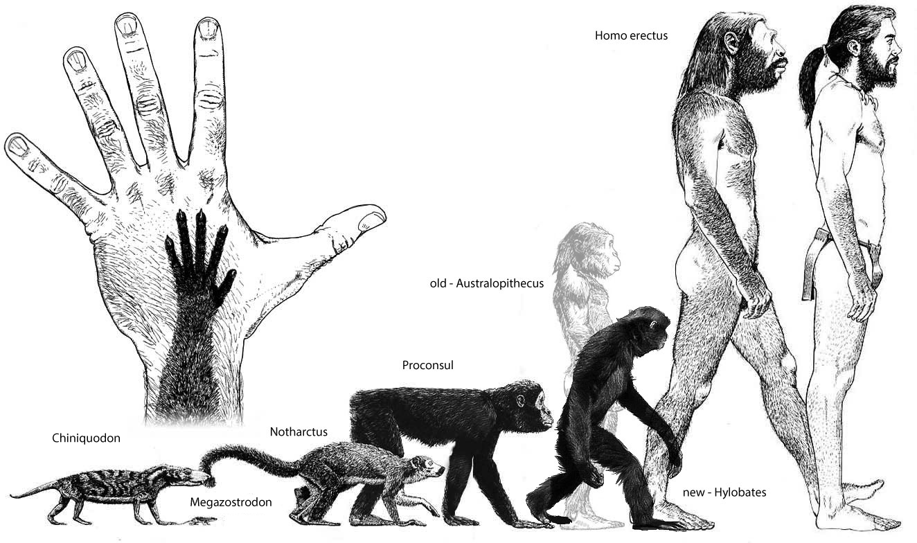 Human Evolution