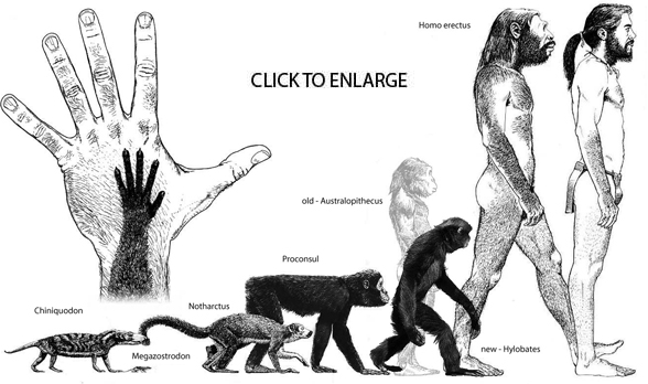 Human evolution