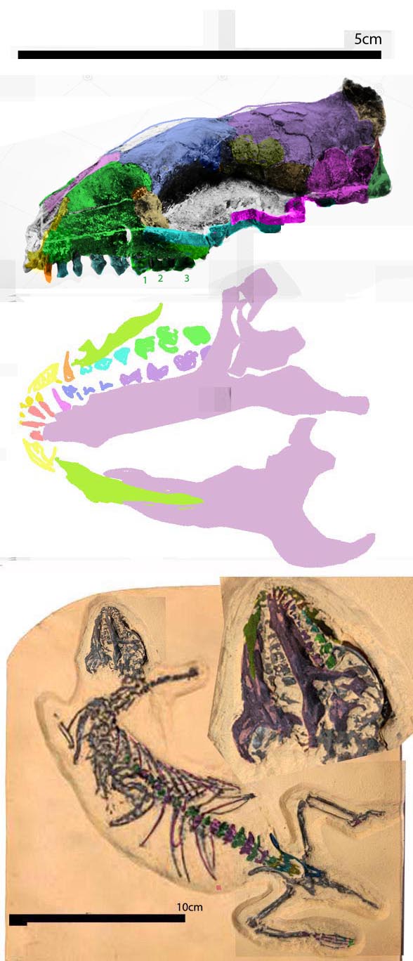 Hyopsodus overall
