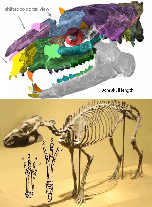 Hyracotherium