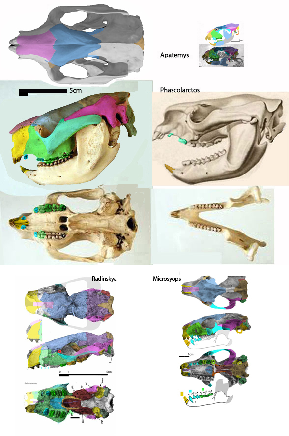 Phascolarctos skull