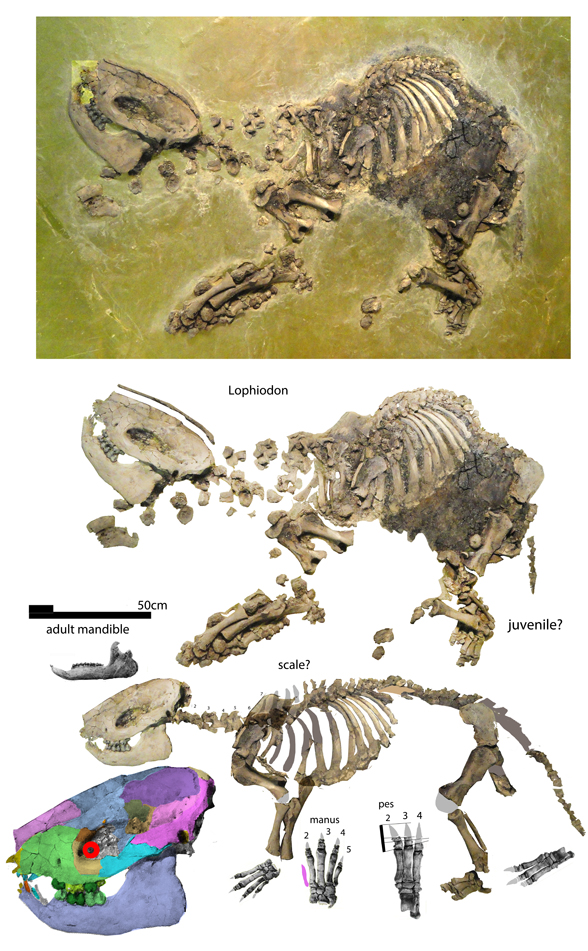 Lophiodon reconsruction