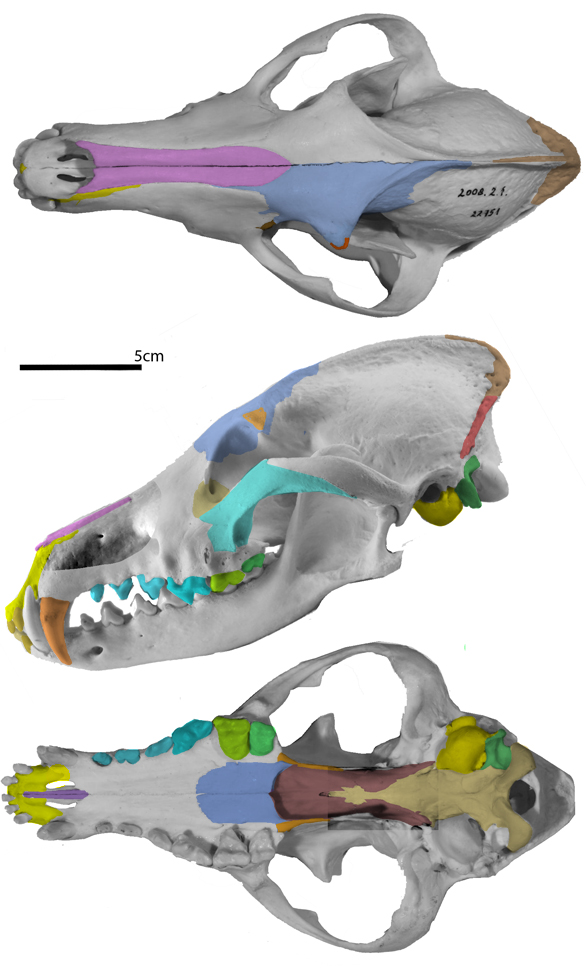 Chrysocyon skull 