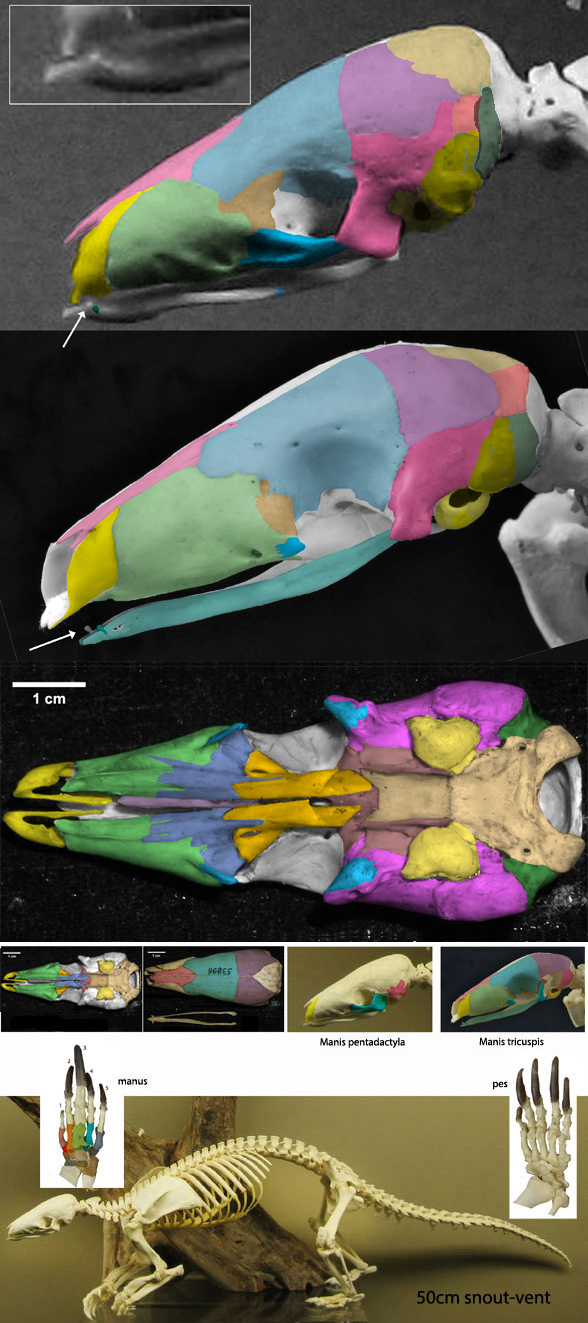 Manis skeleton