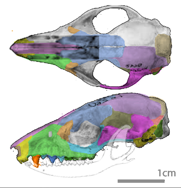 Marmosa skull