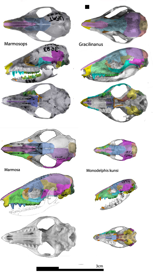 Marmosops skull