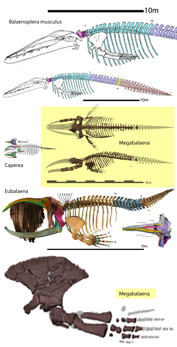 Megabalaena