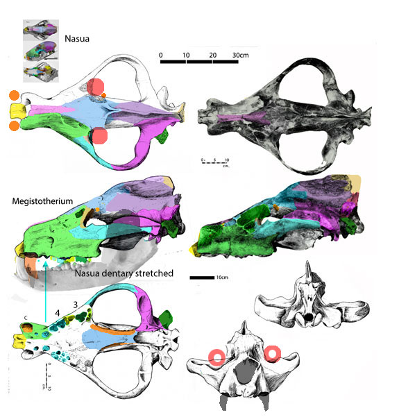 Megistotherium