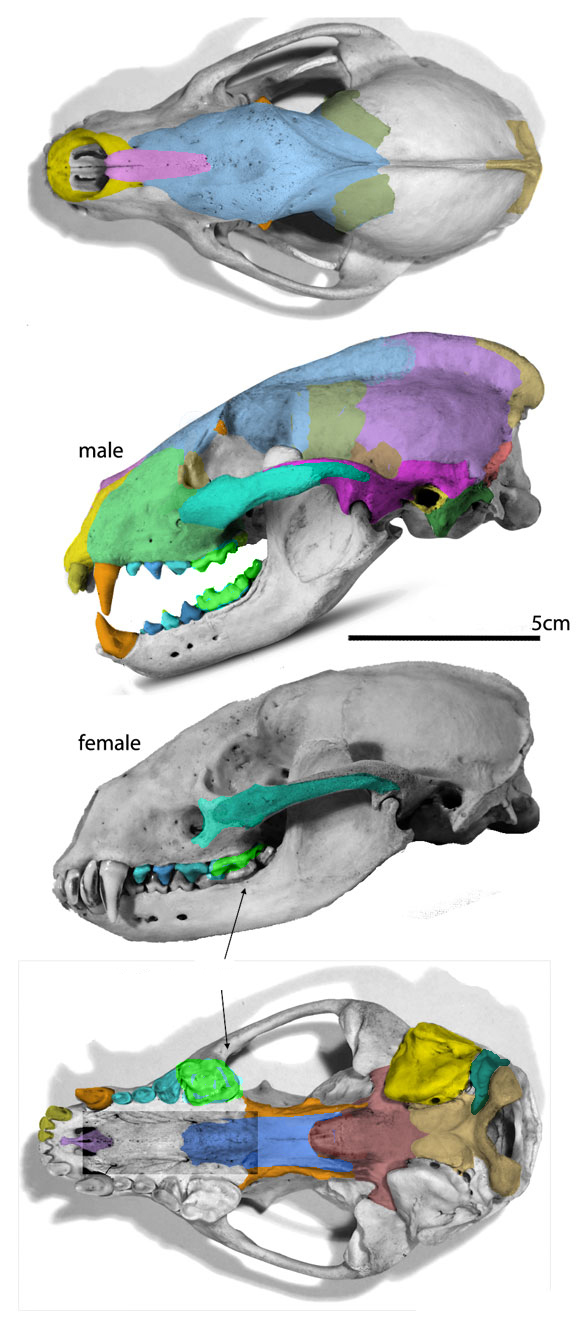 Meles skull