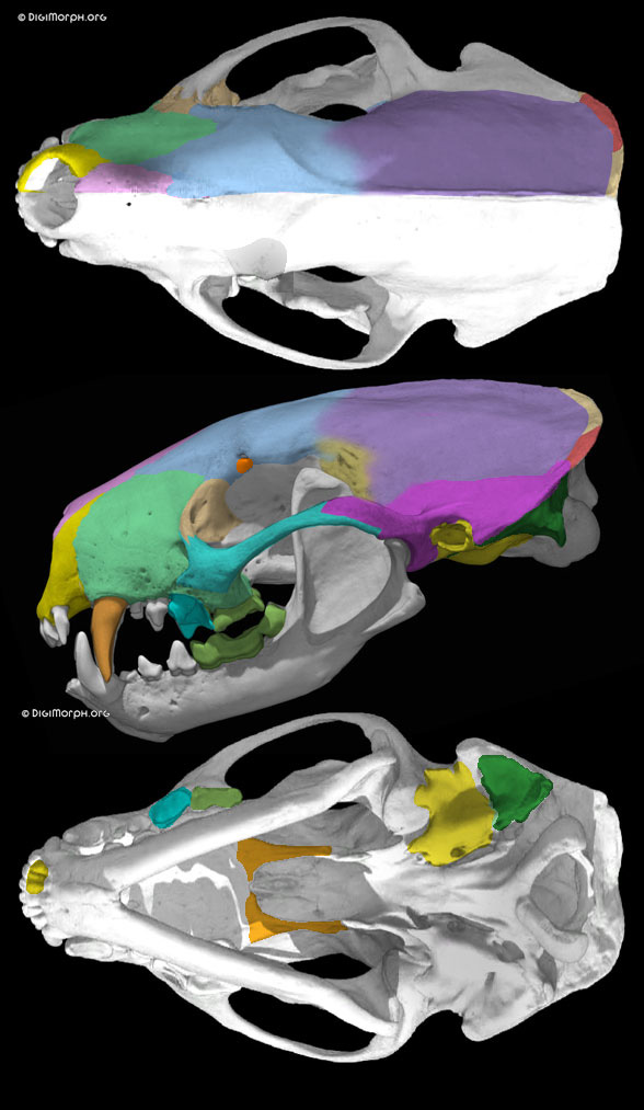 Mephitis skunk skull