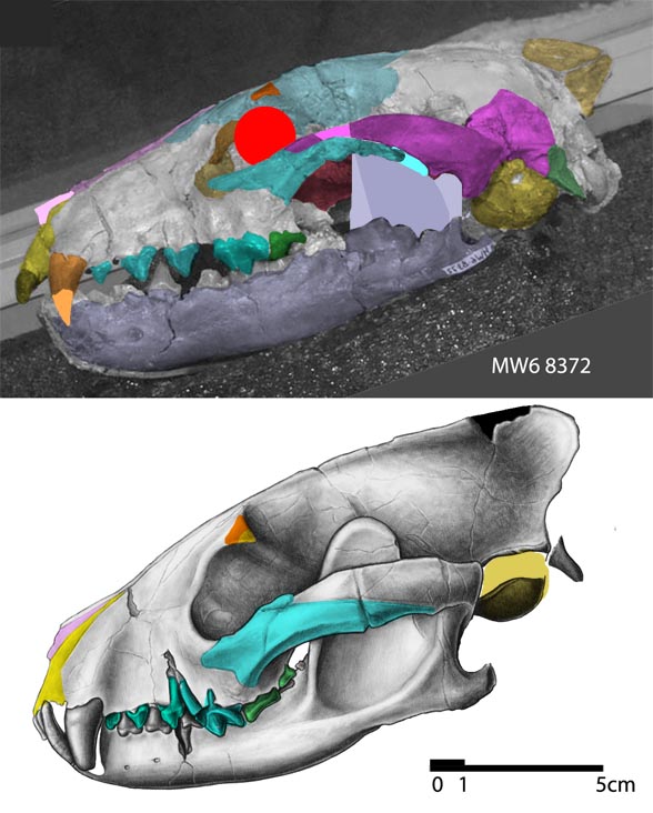 Mesocyon