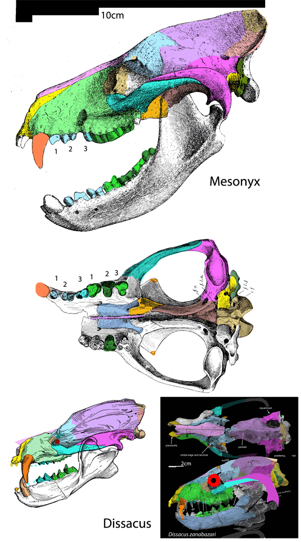 Mesonyx skull