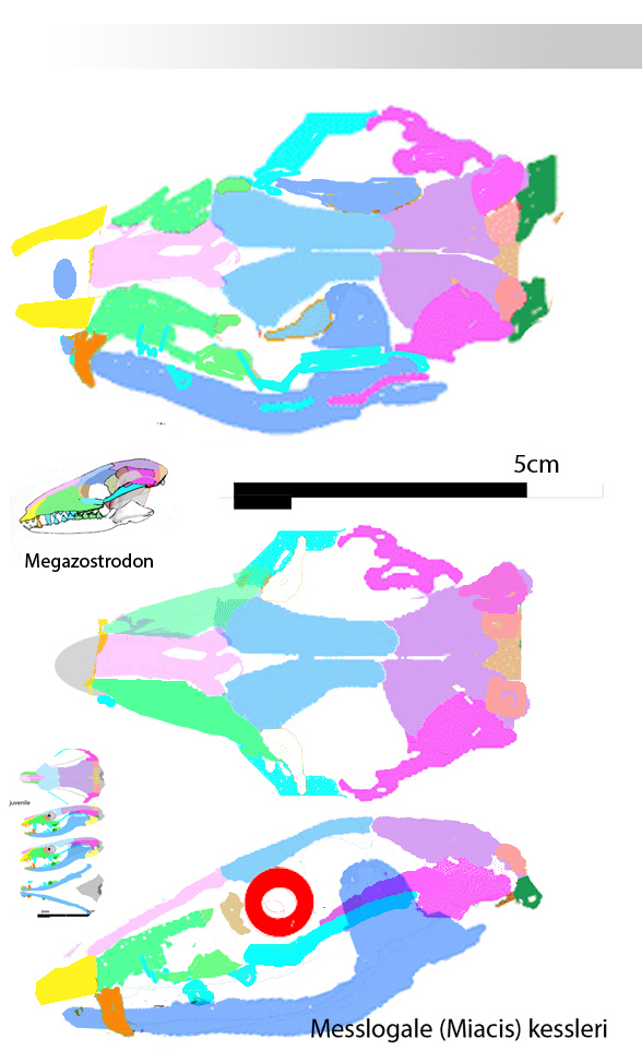 Messelogale skull