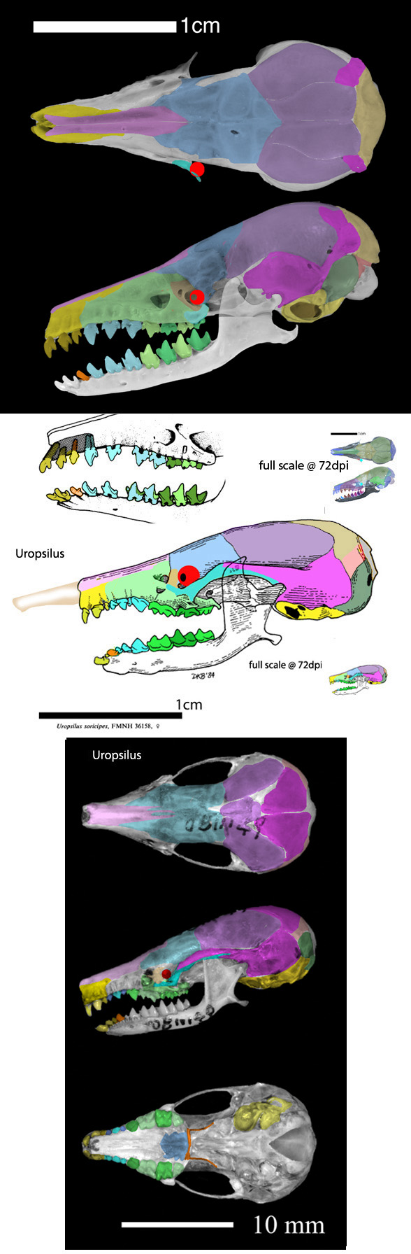 Microgale skull