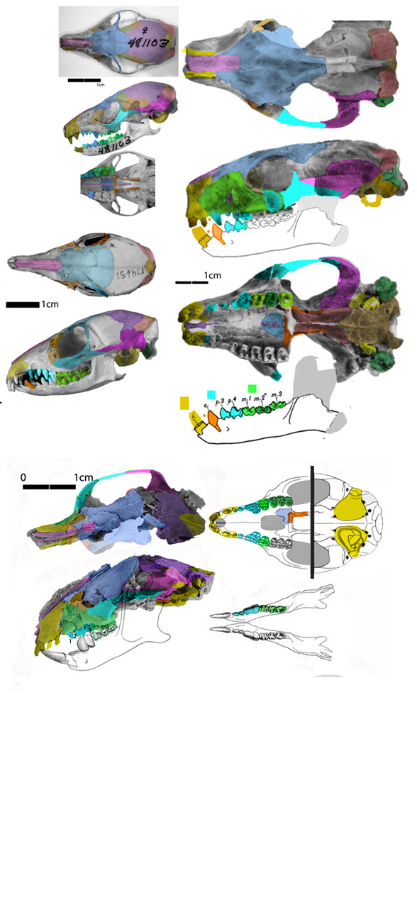 Microsyops skull