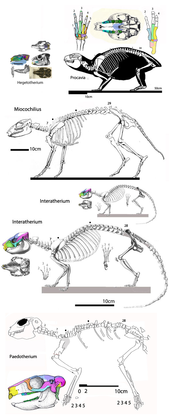 Miocochilius - Interatherium skeletons to scale