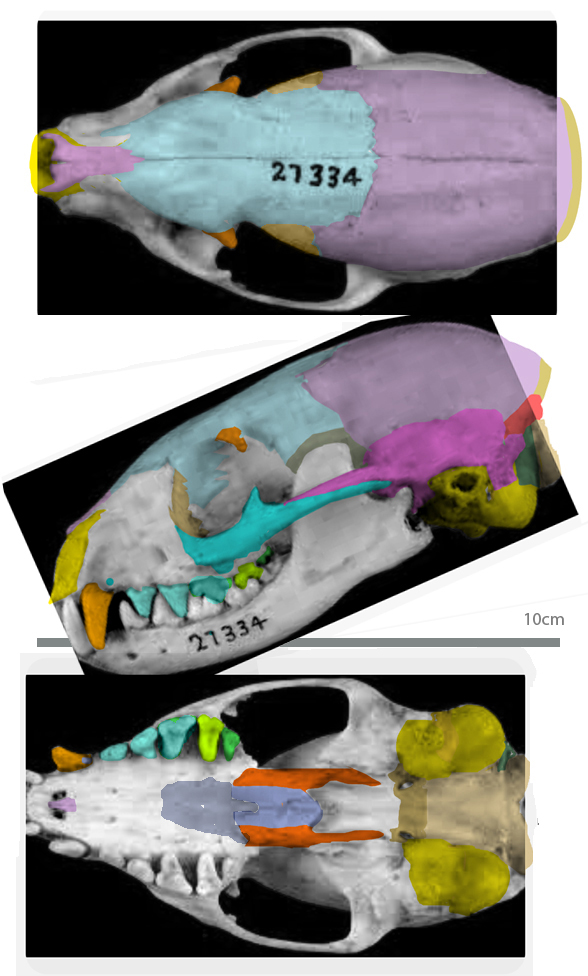 Mungos skull
