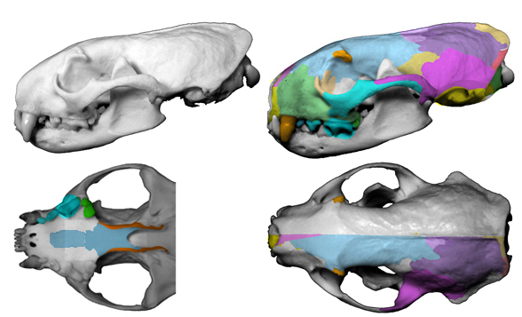 Mustela skull three views