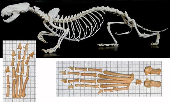 Mustela skeleton