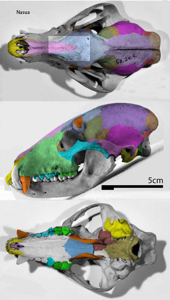Nasua coatimundi skull