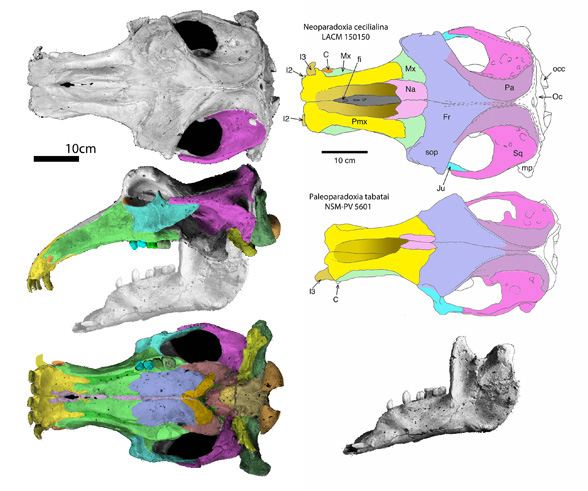 Neoparadoxia skull